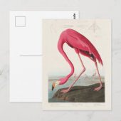 Rode flamingo door John Audubon Briefkaart (Voorkant / Achterkant)