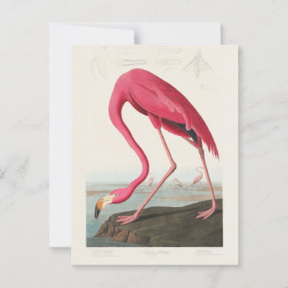 Rode flamingo door John Audubon Briefkaart
