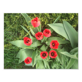 Rode Floral Foto Afdruk