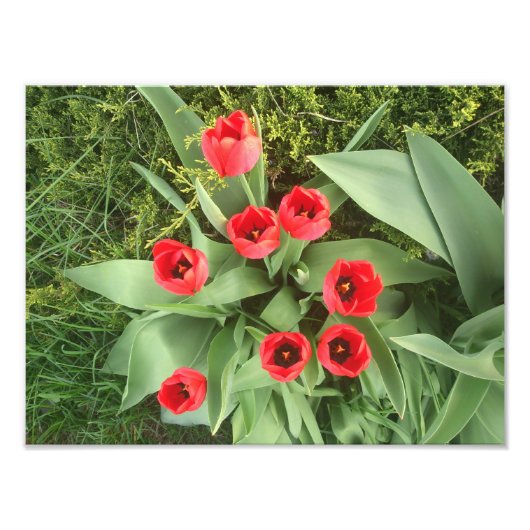 Rode Floral Foto Afdruk (Voorkant)