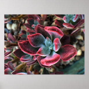 Rode Fluwelen Vetplant Poster