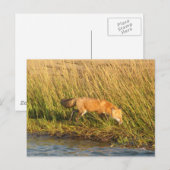 Rode foto Fox Briefkaart (Voorkant / Achterkant)