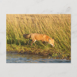 Rode foto Fox Briefkaart