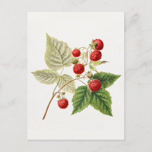 Rode frambozen (Rubus Xverwaartus) Briefkaart