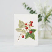 Rode frambozen (Rubus Xverwaartus) Briefkaart (Staand voorkant)