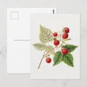 Rode frambozen (Rubus Xverwaartus) Briefkaart (Voorkant / Achterkant)