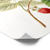 Rode frambozen (Rubus Xverwaartus) Poster (Hoek)