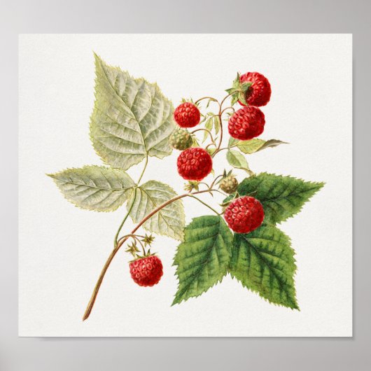 Rode frambozen (Rubus Xverwaartus) Poster (Voorkant)