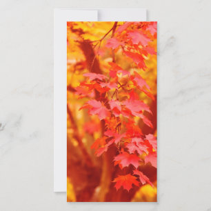 RODE GEEL AUTUMN VERLAAT HERFST MAPEL NATUUR BEAUT