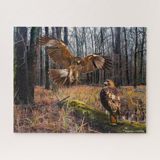"Rode-geëtiketteerde Hawks" Legpuzzel (Horizontaal)
