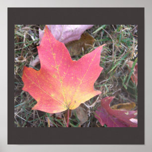 Rode Gele Herfstblad Poster