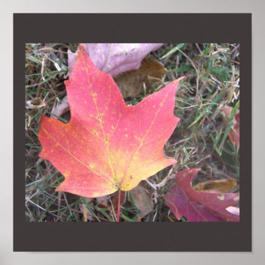 Rode Gele Herfstblad Poster (Voorkant)