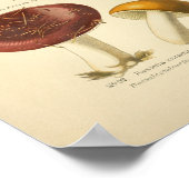 Rode Gele Paddenstoelen Kunst Druk Frans af Poster (Hoek)