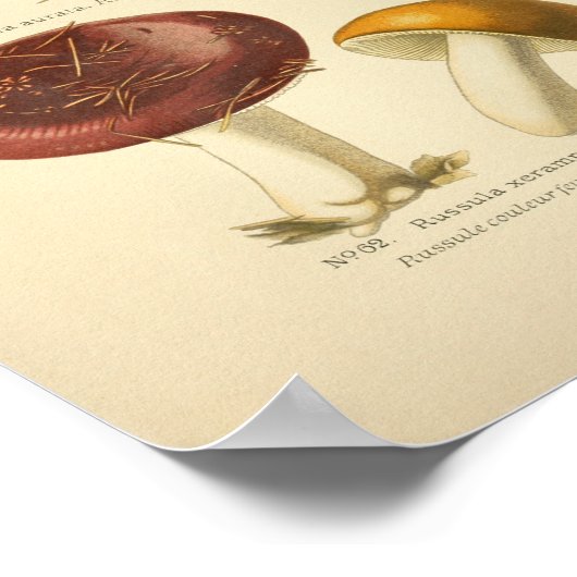  Rode Gele Paddenstoelen Kunst Druk Frans af Poster (Hoek)