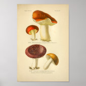  Rode Gele Paddenstoelen Kunst Druk Frans af Poster (Voorkant)