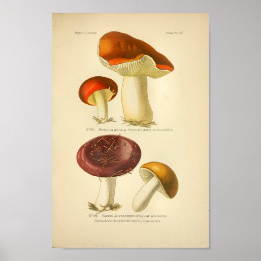 Rode Gele Paddenstoelen Kunst Druk Frans af Poster (Voorkant)