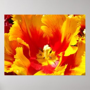 Rode Gele Tulp Bloem Kunstprint Bloemstukken Poster