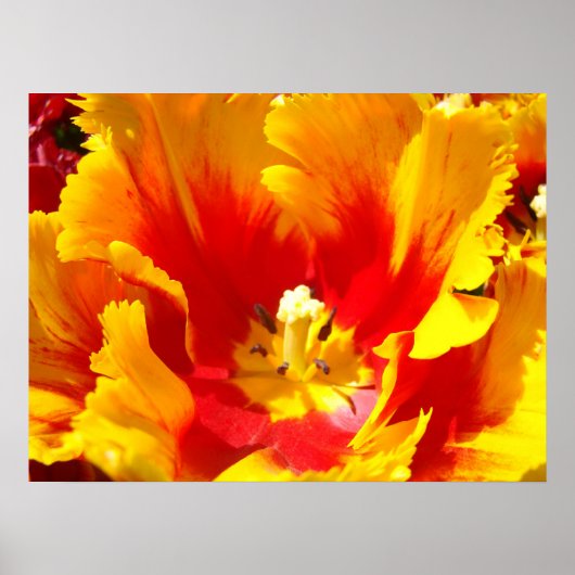 Rode Gele Tulp Bloem Kunstprint Bloemstukken Poster (Voorkant)