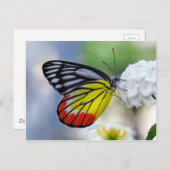 Rode gele vlinder Gedekte Jezebel Briefkaart (Voorkant / Achterkant)