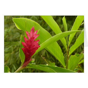 Rode gember bloem (Alpinia) tropisch