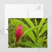 Rode gember bloem (Alpinia) tropisch Briefkaart (Voorkant / Achterkant)