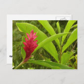 Rode gember bloem (Alpinia) tropisch Briefkaart (Voorkant / Achterkant)