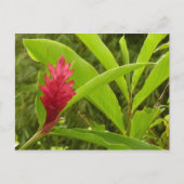 Rode gember bloem (Alpinia) tropisch Briefkaart (Voorkant)