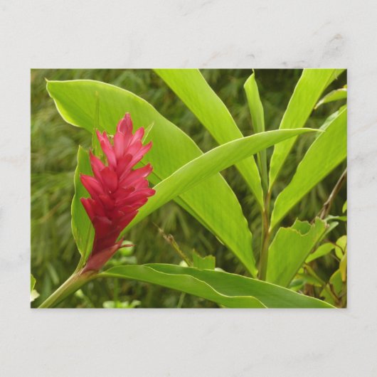 Rode gember bloem (Alpinia) tropisch Briefkaart (Voorkant)