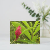 Rode gember bloem (Alpinia) tropisch Briefkaart (Staand voorkant)