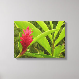 Rode gember bloem (Alpinia) tropisch Canvas Afdruk
