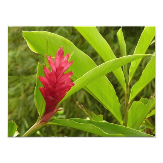 Rode gember bloem (Alpinia) tropisch Foto Afdruk (Voorkant)