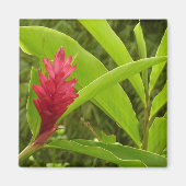 Rode gember bloem (Alpinia) tropisch Magneet (Voorkant)
