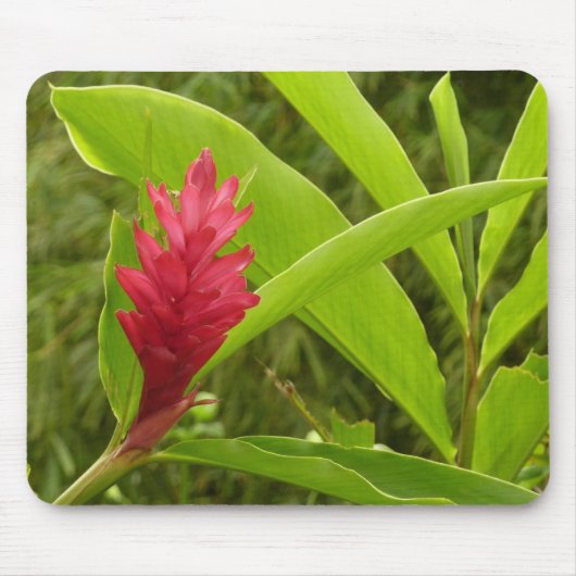 Rode gember bloem (Alpinia) tropisch Muismat (Voorkant)