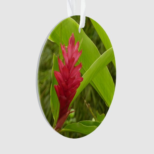 Rode gember bloem (Alpinia) tropisch Ornament (voorkant)