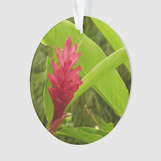 Rode gember bloem (Alpinia) tropisch Ornament (voorkant)