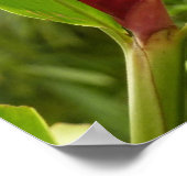 Rode gember bloem (Alpinia) tropisch Poster (Hoek)