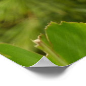 Rode gember bloem (Alpinia) tropisch Poster (Hoek)