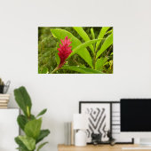 Rode gember bloem (Alpinia) tropisch Poster (Thuiskantoor)
