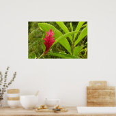 Rode gember bloem (Alpinia) tropisch Poster (Keuken)