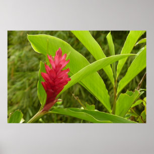 Rode Gember Bloem (Alpinia) Tropisch Poster