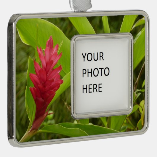 Rode gember bloem (Alpinia) tropisch Verzilverd Omlijst Ornament (Rechts)
