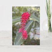 Rode gember noot Kaart<Blank Inside> (Voorkant)