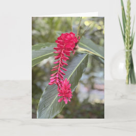 Rode gember noot Kaart<Blank Inside>