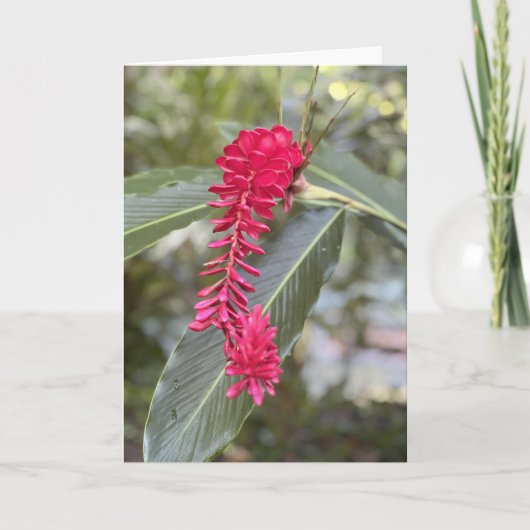 Rode gember noot Kaart<Blank Inside> (Voorkant)