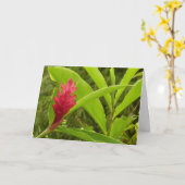 Rode gemberbloem (Alpinia) Tropisch Kaart (Gele Bloem)