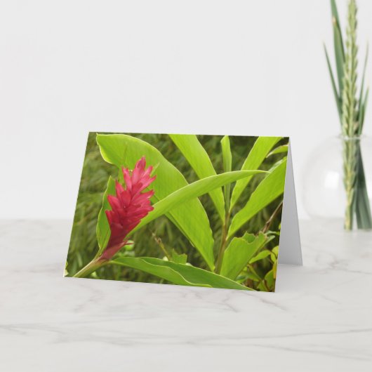 Rode gemberbloem (Alpinia) Tropisch Kaart (Voorkant)