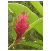 Rode gemberbloem (Alpinia) Tropisch Klembord (Achterkant)