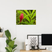 Rode gemberbloem (Alpinia) Tropisch Poster (Thuiskantoor)