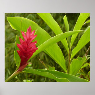 Rode gemberbloem (Alpinia) Tropisch Poster