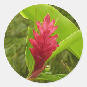 Rode gemberbloem (Alpinia) Tropisch Ronde Sticker